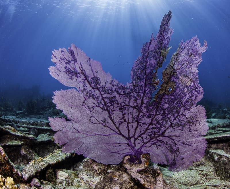 The signature purple coral in Sombrero Reef