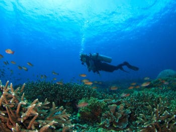 scuba diving in sarasota