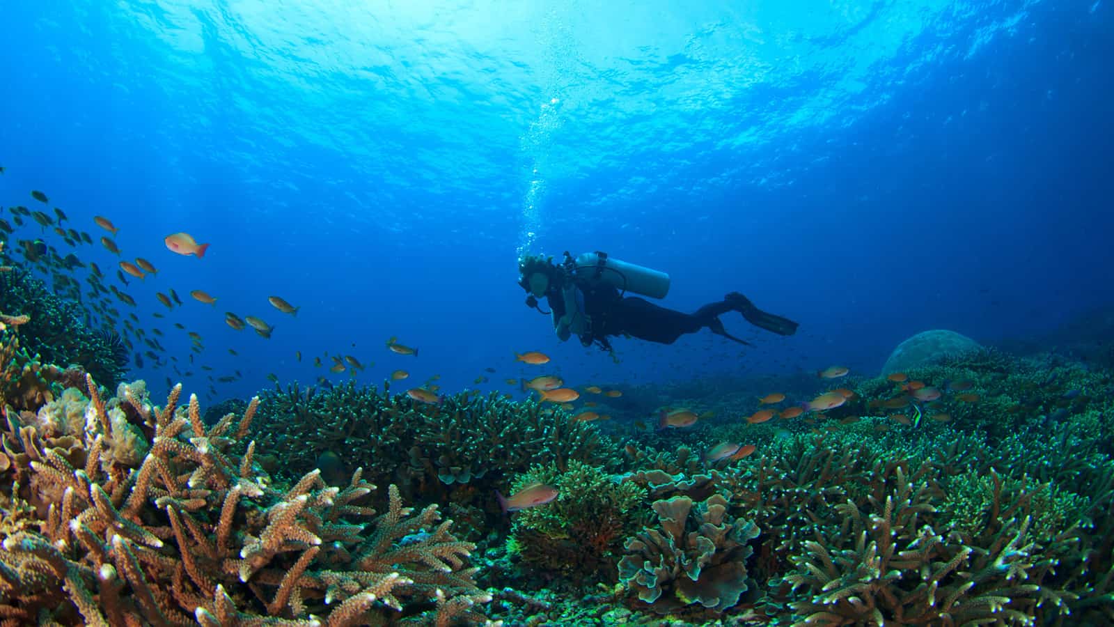 scuba diving in sarasota