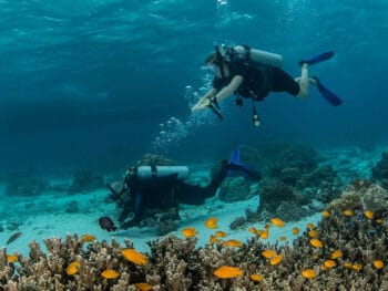 scuba diving in venice, florida
