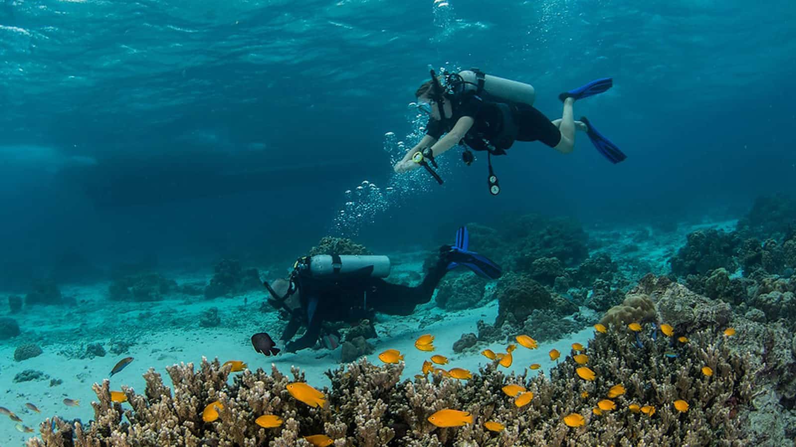 scuba diving in venice, florida