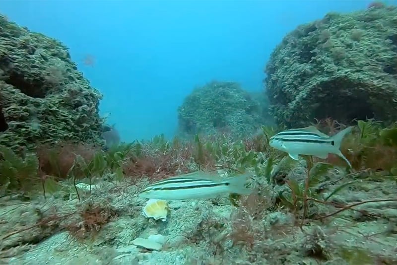 The artificial M-4 coral reefs