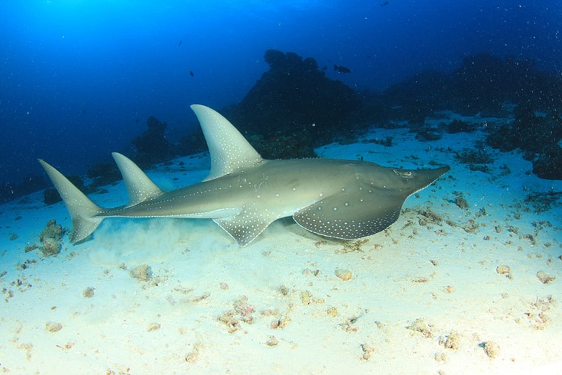 Guitarfish