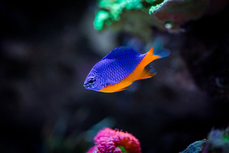 Azure-Damselfish