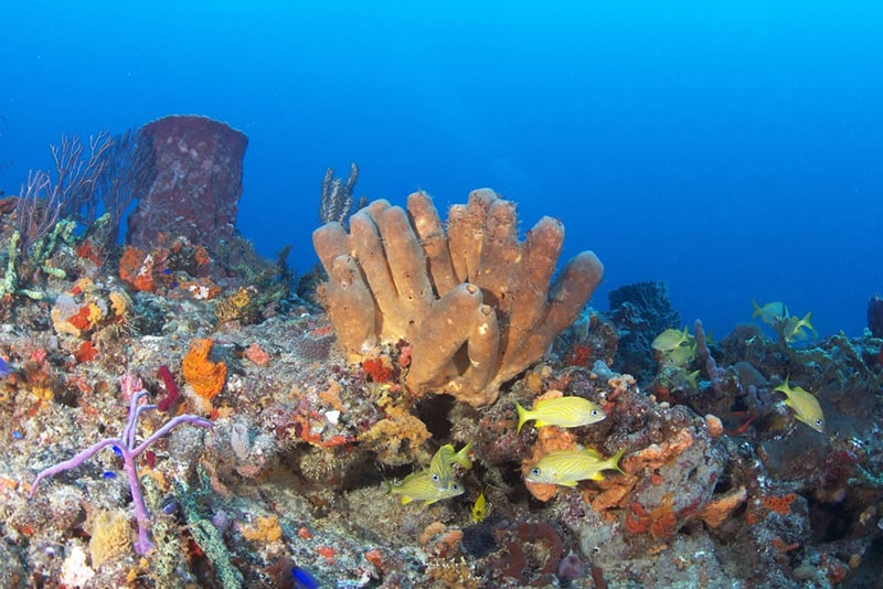 Beautiful-Reefs-in-South-Florida