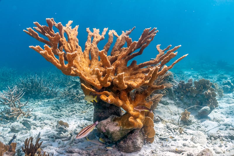 Elkhorn-corals