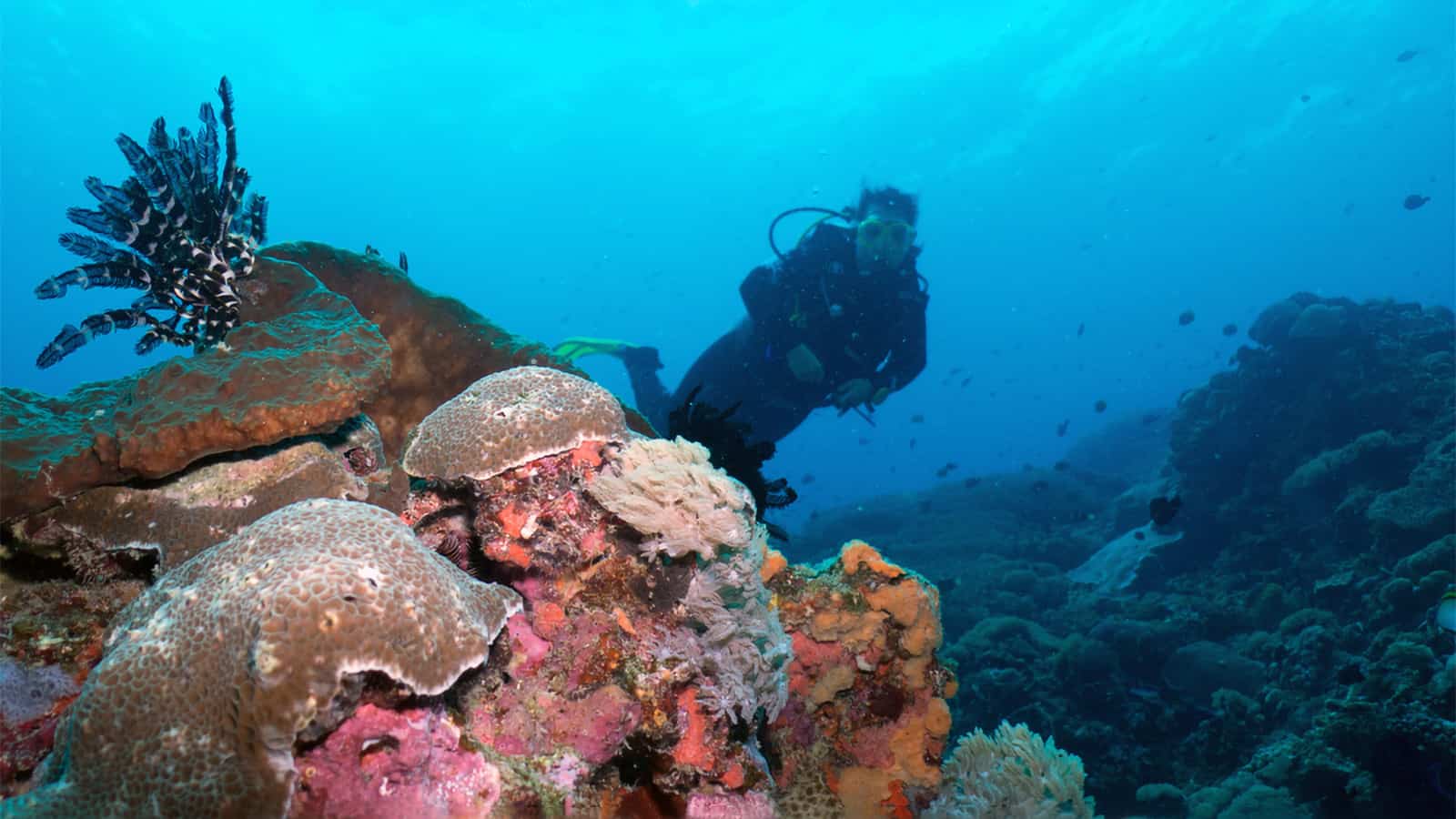 Scuba-Diving-South-Florida