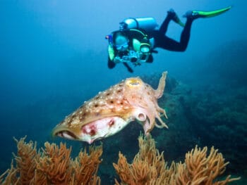 Scuba-Diving-in-Miami-Florida