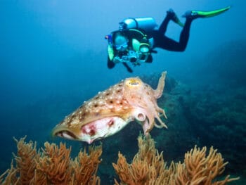 Scuba-Diving-in-Miami-Florida