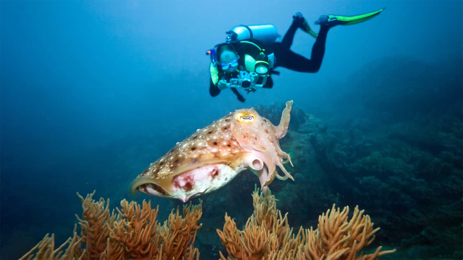 Scuba-Diving-in-Miami-Florida