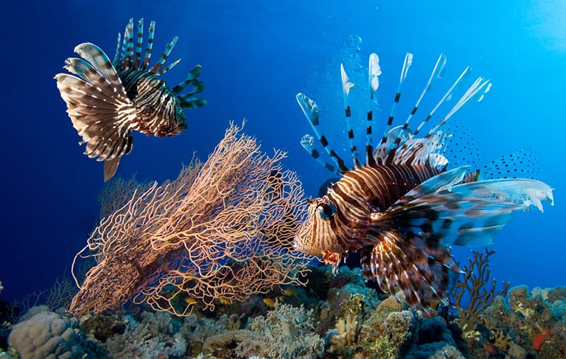 lionfish