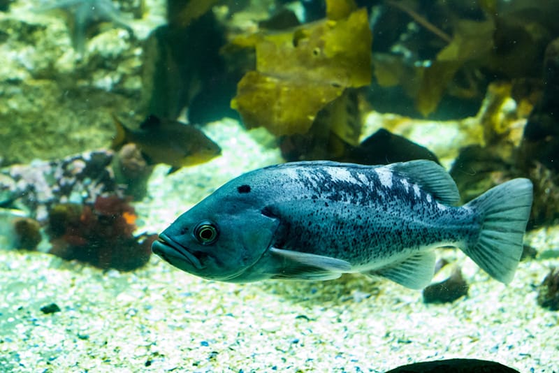 An-array-of-blue-rockfish