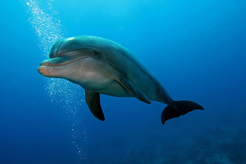 Bottlenose-dolphin