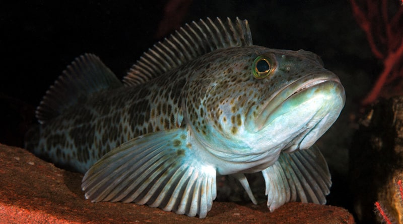 California-lingcod