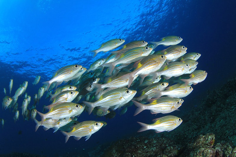 Clouds-of-snapper-fish