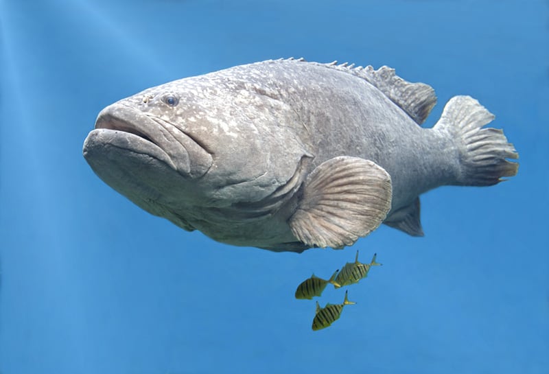 Goliath-grouper-fish