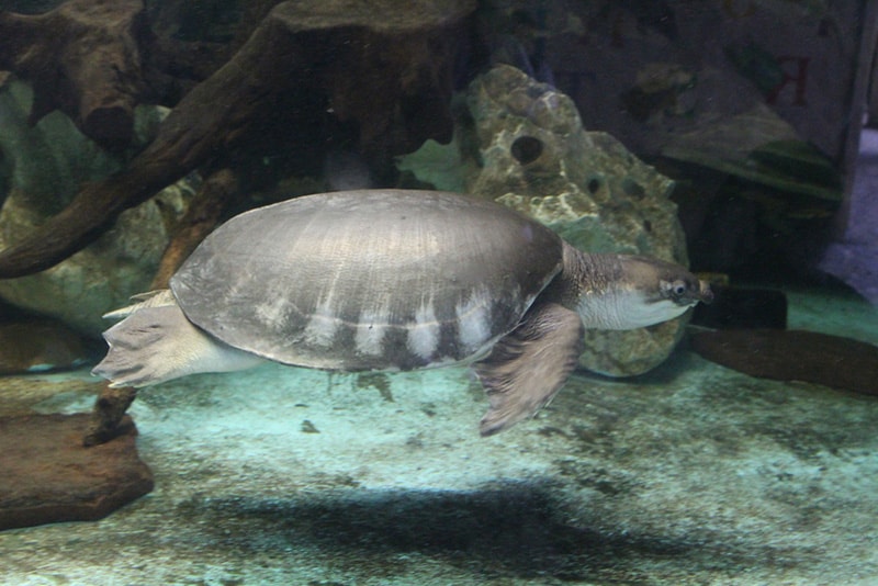Kemps-ridley-sea-turtle