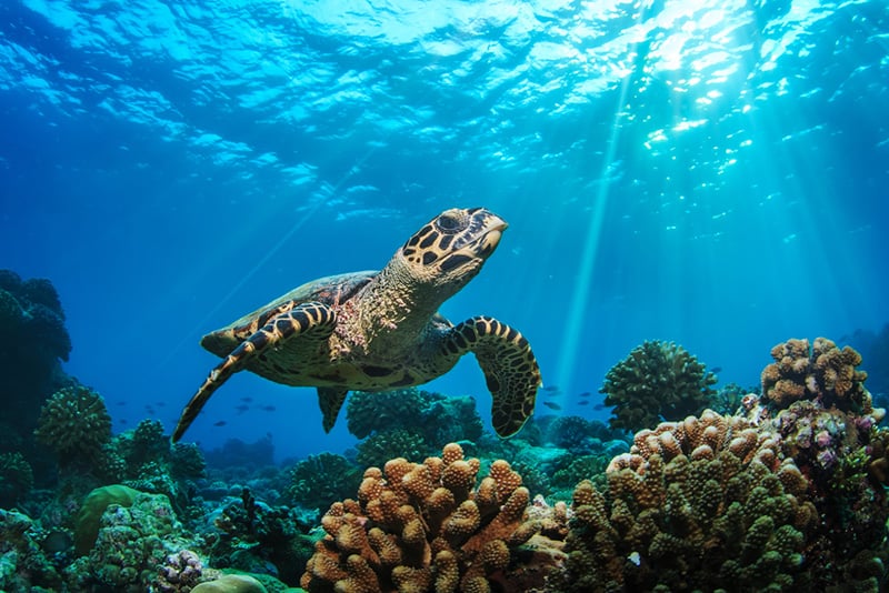 Loggerhead-Sea-Turtles
