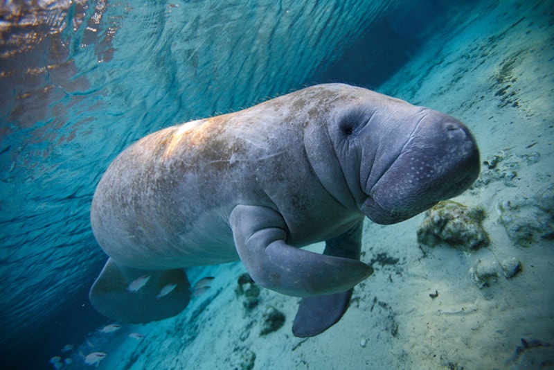 Manatees