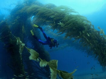 Scuba-Diving-Northern-California