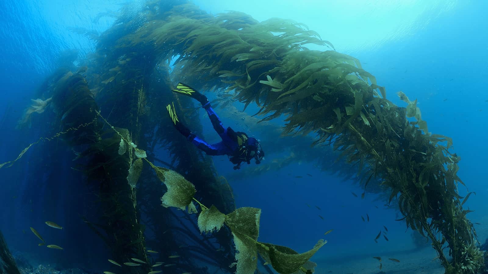 Scuba-Diving-Northern-California