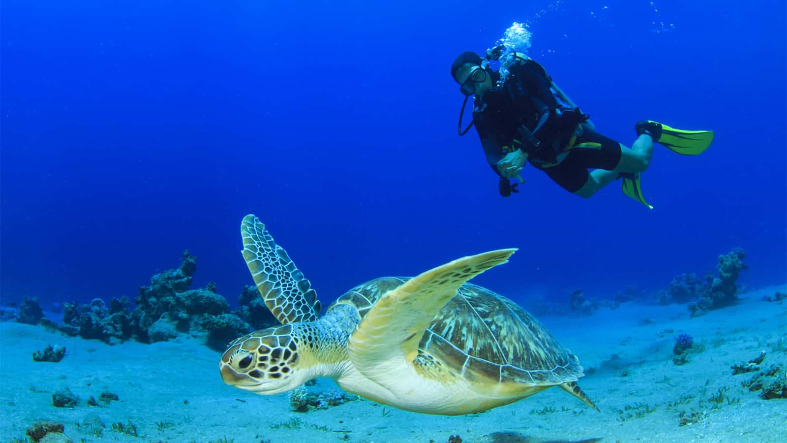 Scuba-Diving-in-Fort-Myers-Florida