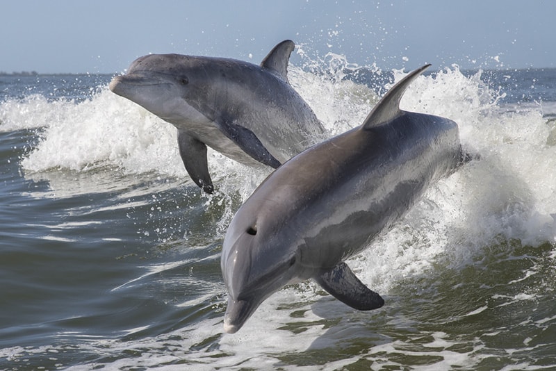 bottlenose-dolphins