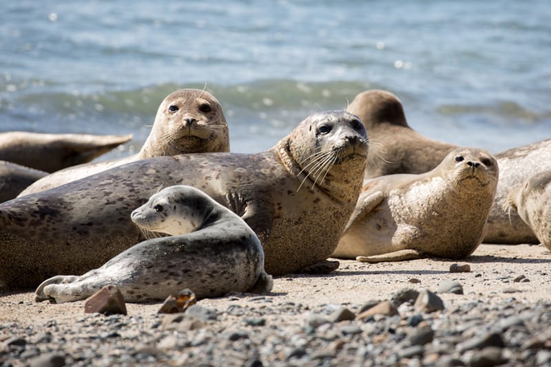 harbor-seals