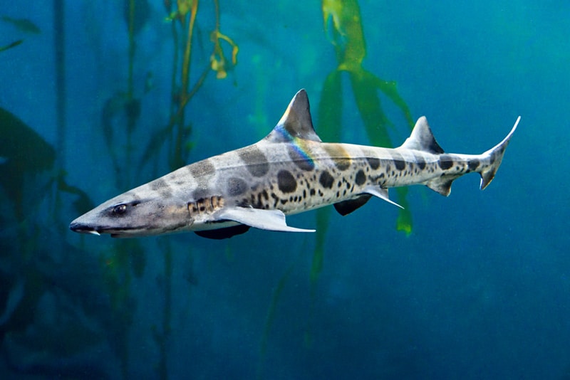 leopard-sharks