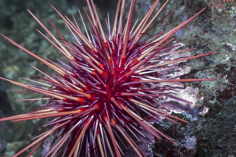 red-sea-urchins