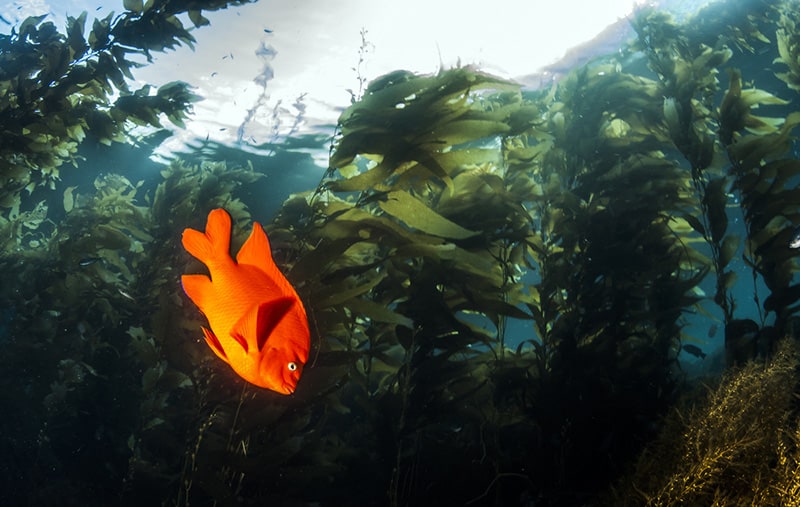 underwater-view-in-Catalina-Island