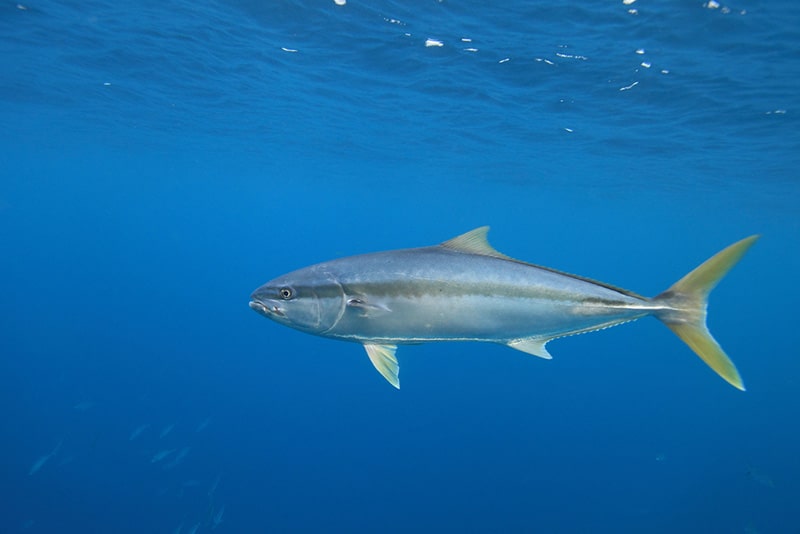 yellowtail-amberjack