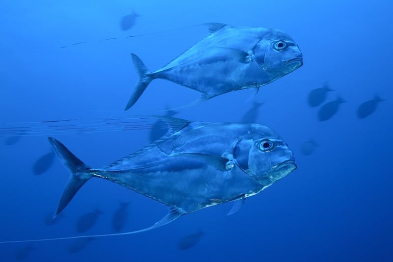 African-pompano