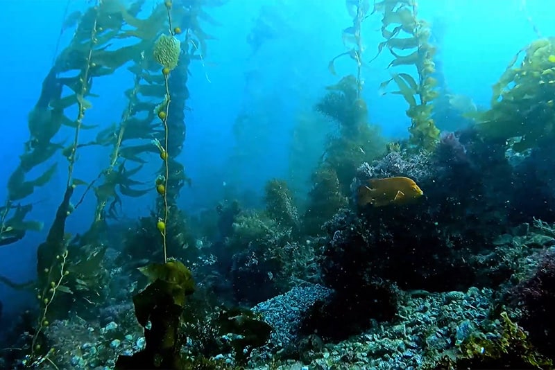 Blue-Cavern-Point-Catalina-Island