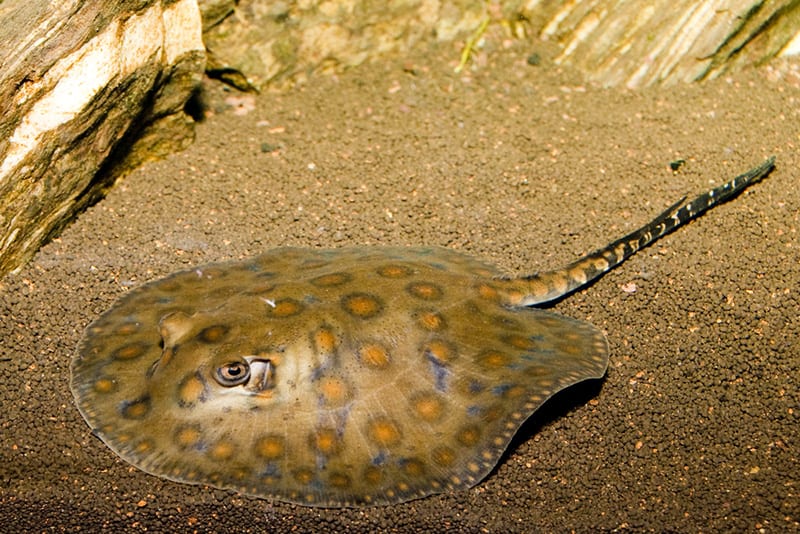 California-round-stingray