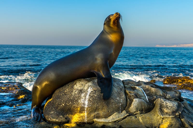 California-sea-lion