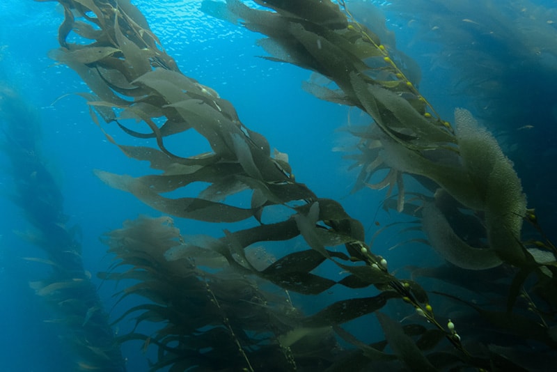 Diving-through-the-giant-kelp-at-Casino-Point