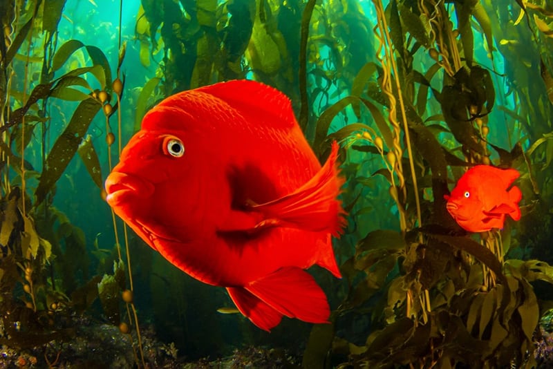 Garibaldi