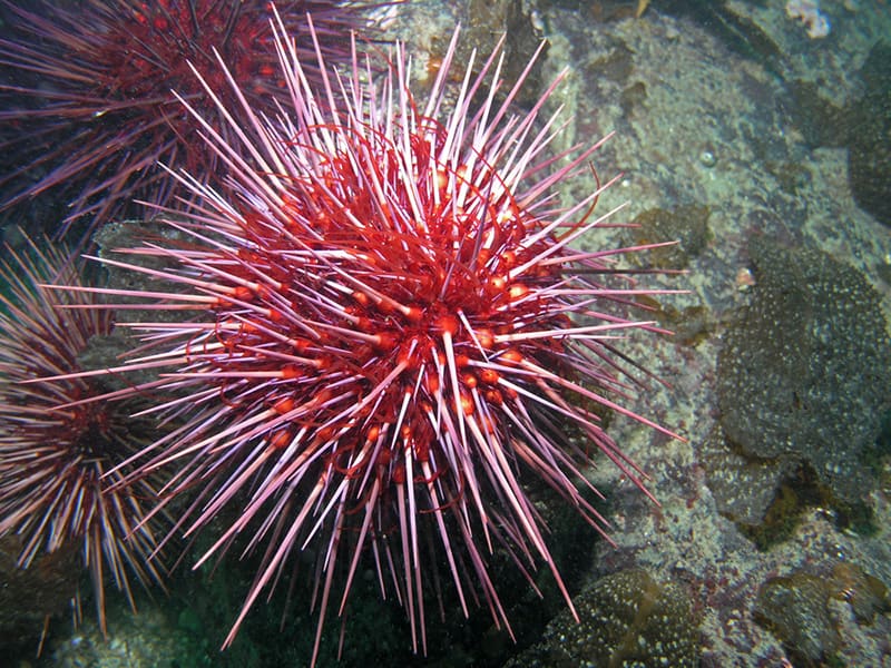 Giant-Red-Sea-Urchins-in-Cortez-Banks