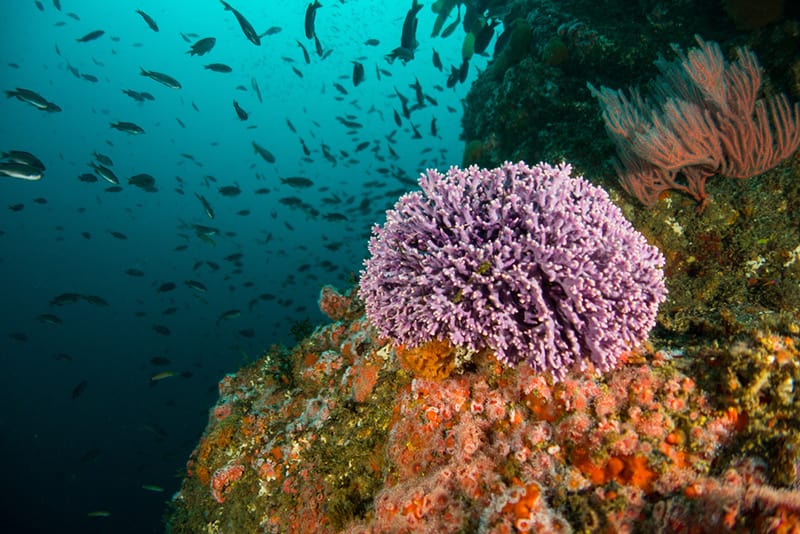 Purple-hydrocoral-is-a-popular-plant-in-Farnsworth-Banks