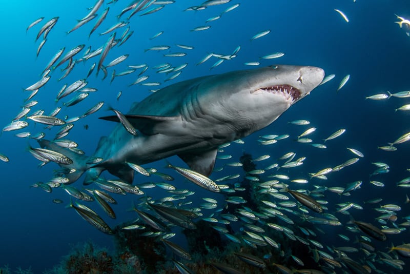 Sand-tiger-shark