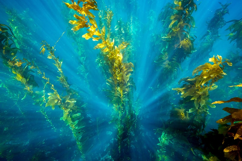 The-azure-waters-of-Catalina-Island