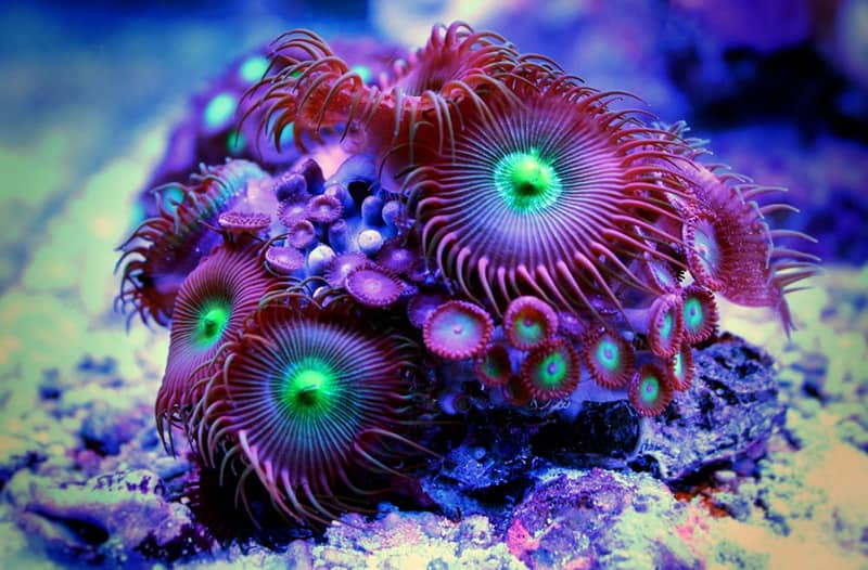 Zoanthid-Anemones