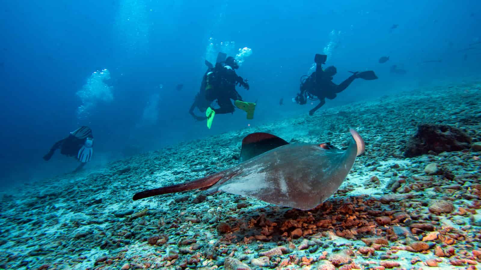 Scuba-Diving-in-San-Diego-California